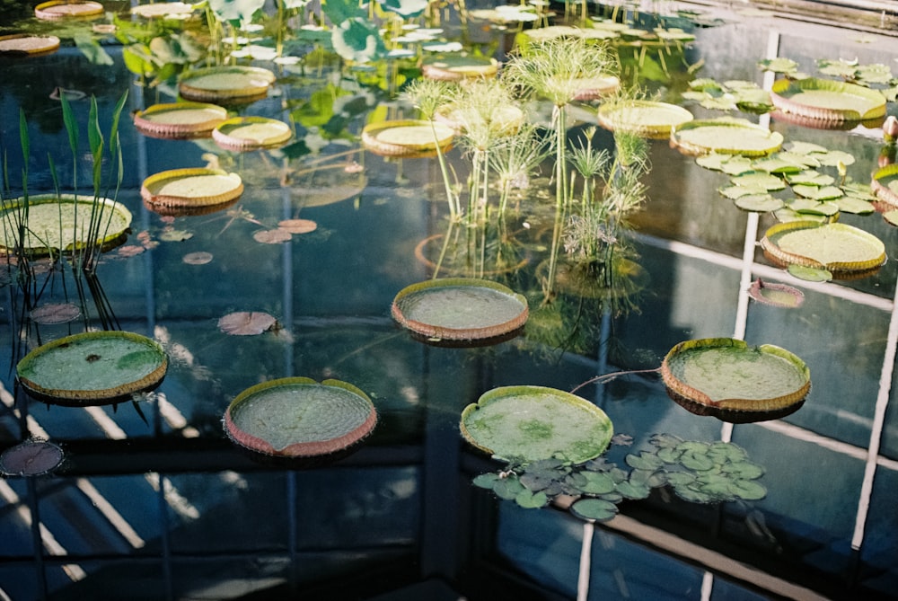 a group of plants in a glass case