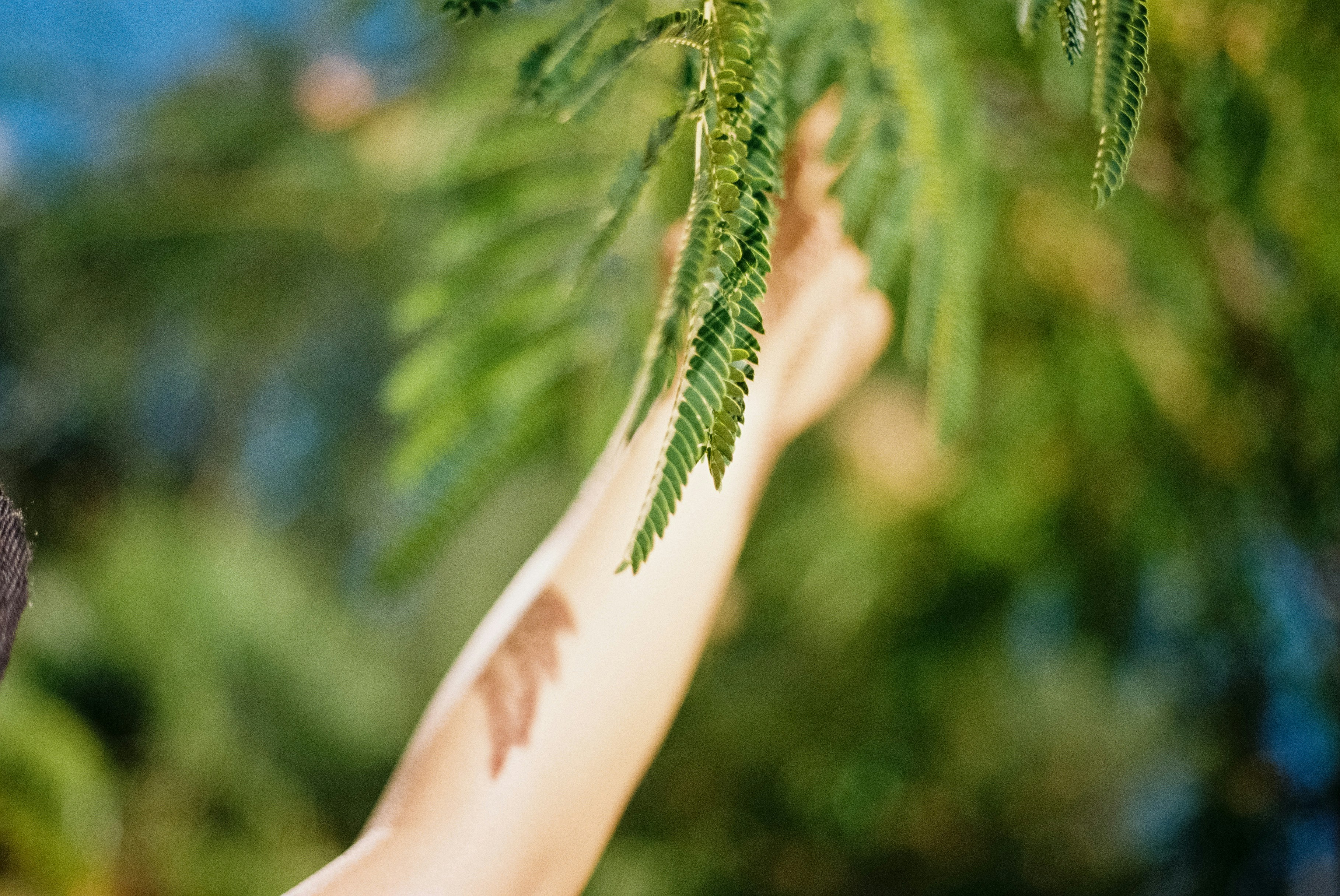 A japanise friend reaching after a mimosa. Taken with a Canon 35mm analog camera, 50mm lens