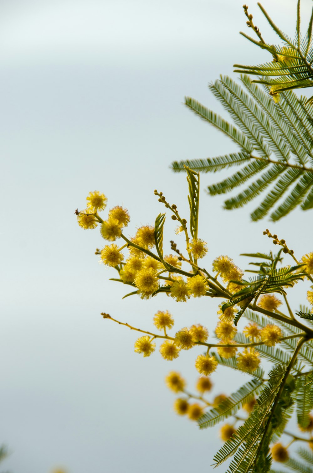 a close up of a plant