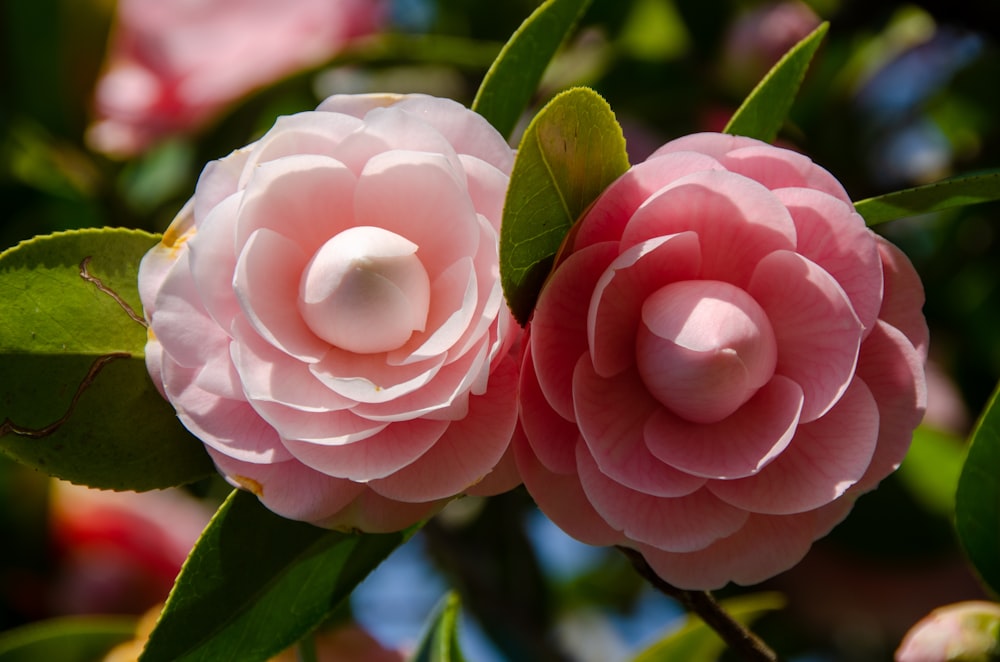 a couple pink roses