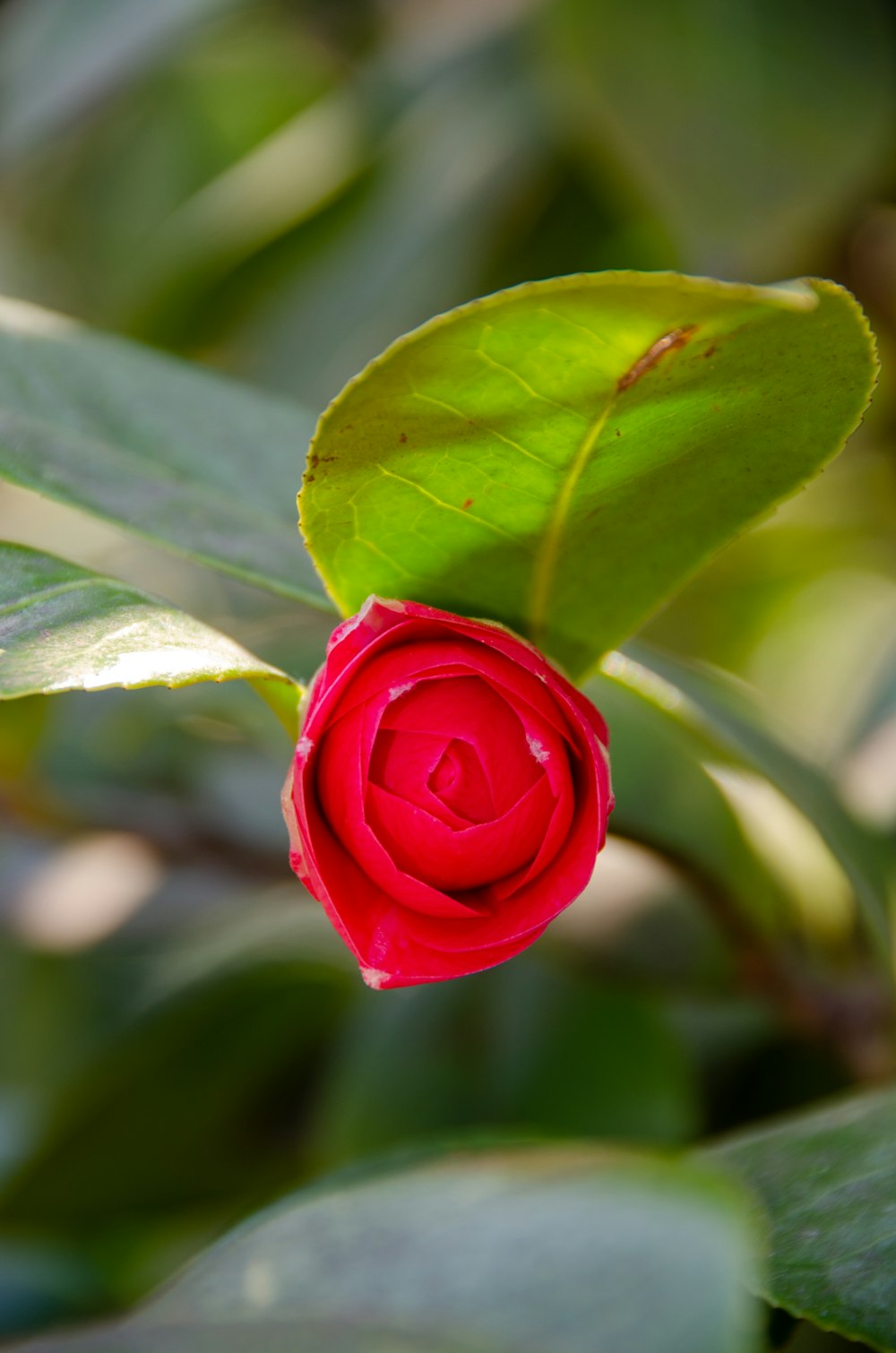 a close up of a rose