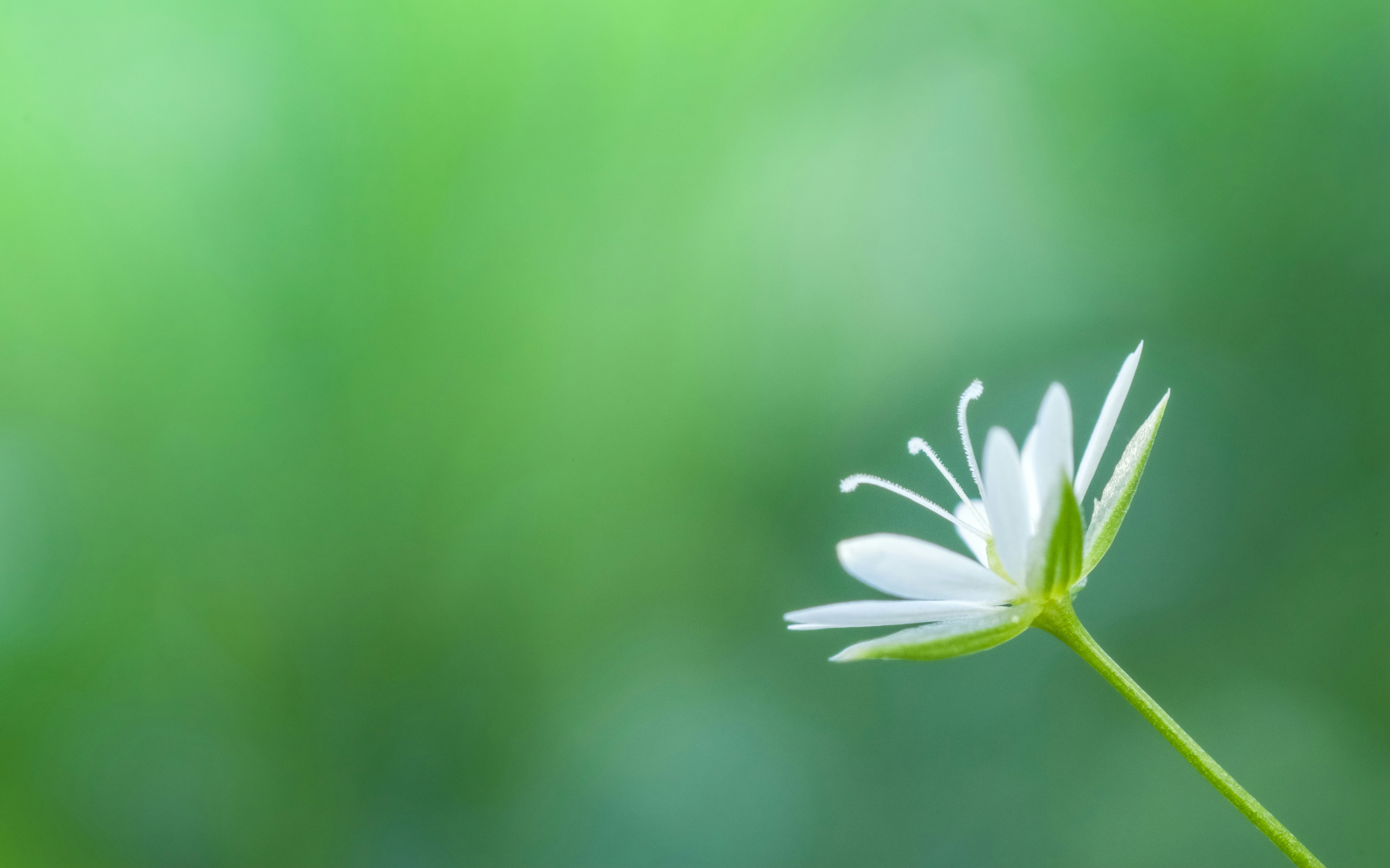 How Your Heart Beats 100,000 Times Daily Without Thinking