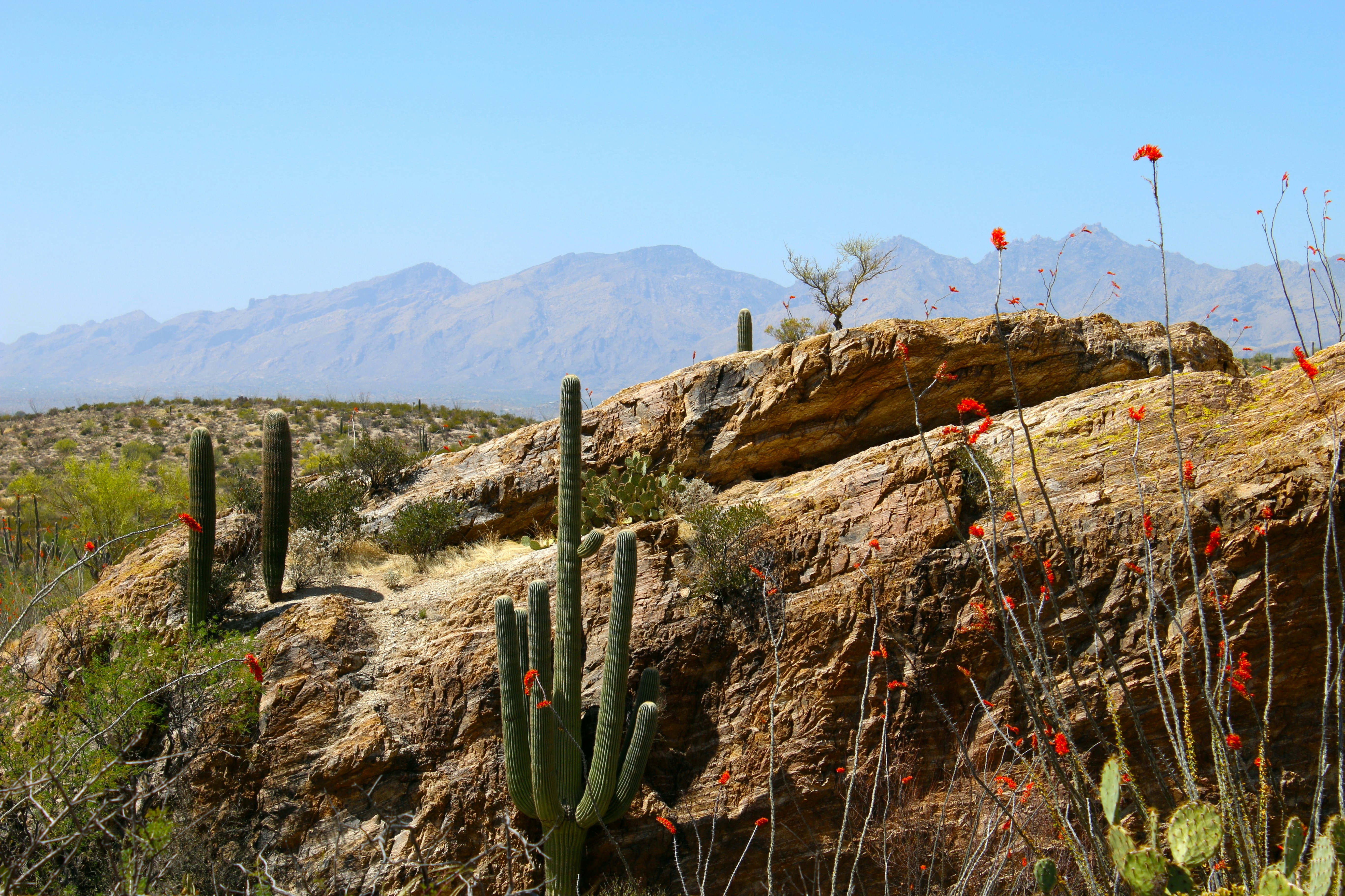 cactus in a desert, Beautiful Arizona