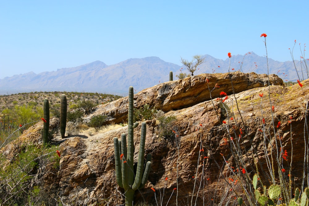 Cactus dans un désert