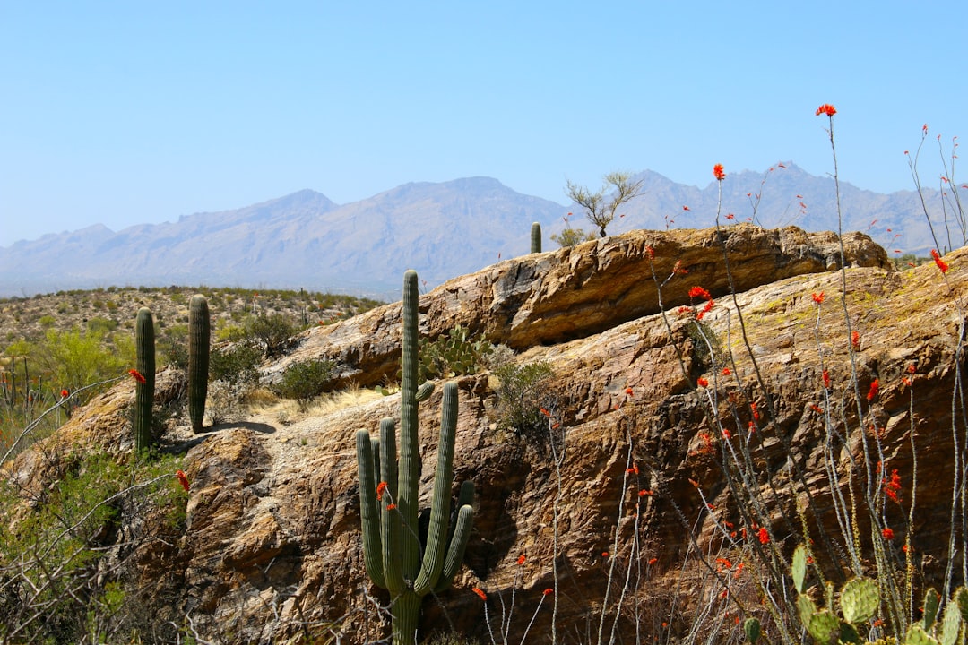 cactus in a desert, Beautiful Arizona