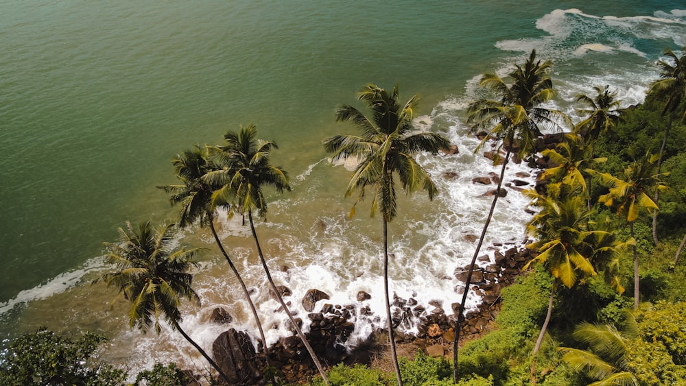 a tropical beach with palm trees