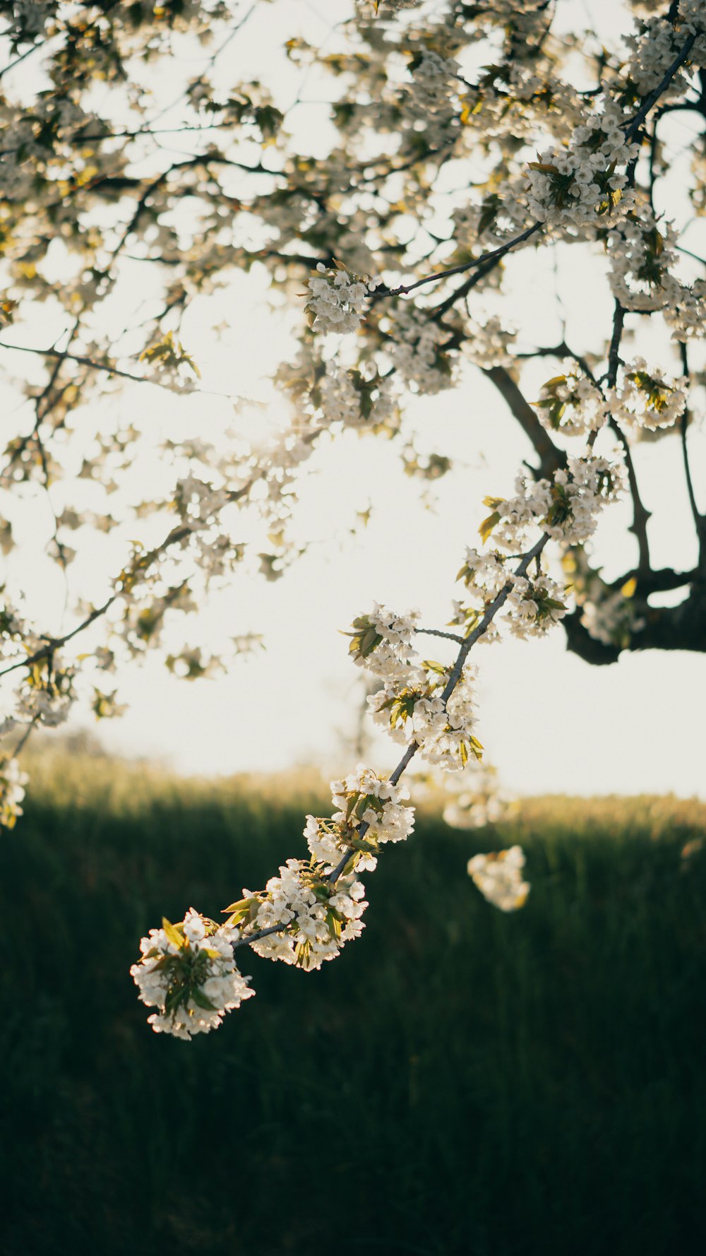 a tree with white flowers