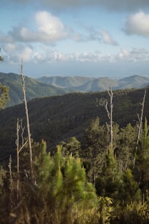 A scenic view of lush green forests and distant mountains in Manas.