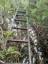 A metal ladder is propped up against a dense thicket of branches and leaves. The ladder appears rusty and slightly weathered, with greenery intertwined among the rungs and surrounding vegetation. The scene suggests an overgrown garden or natural setting.