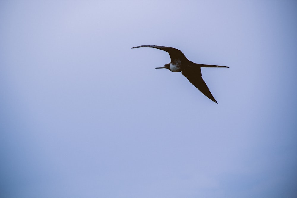 a bird flying in the sky