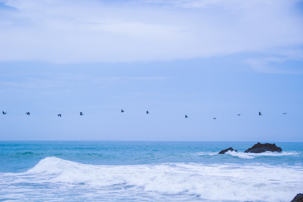 birds flying over the ocean