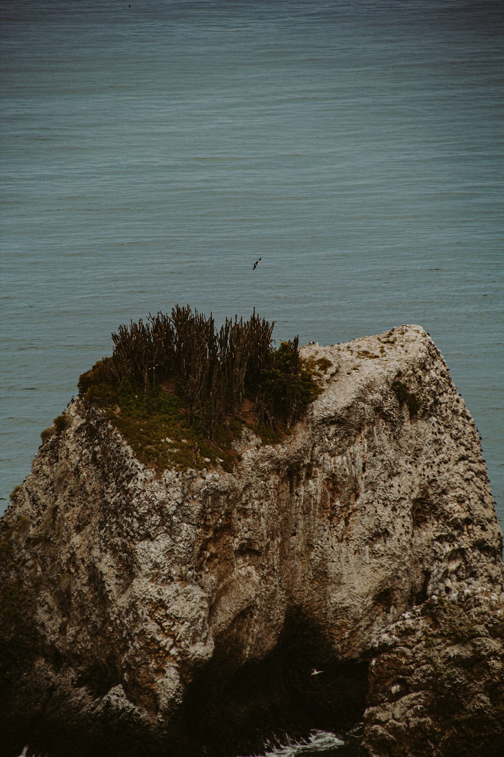 a bird flying over a cliff