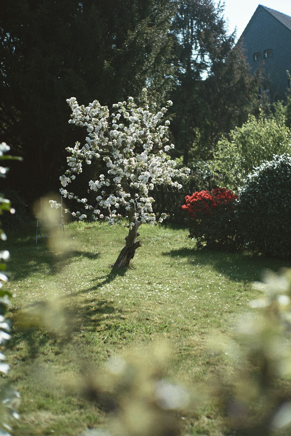 a tree with white flowers