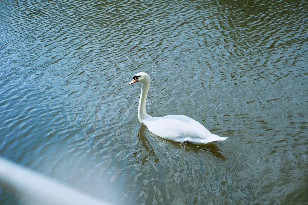 a white swan swimming in water