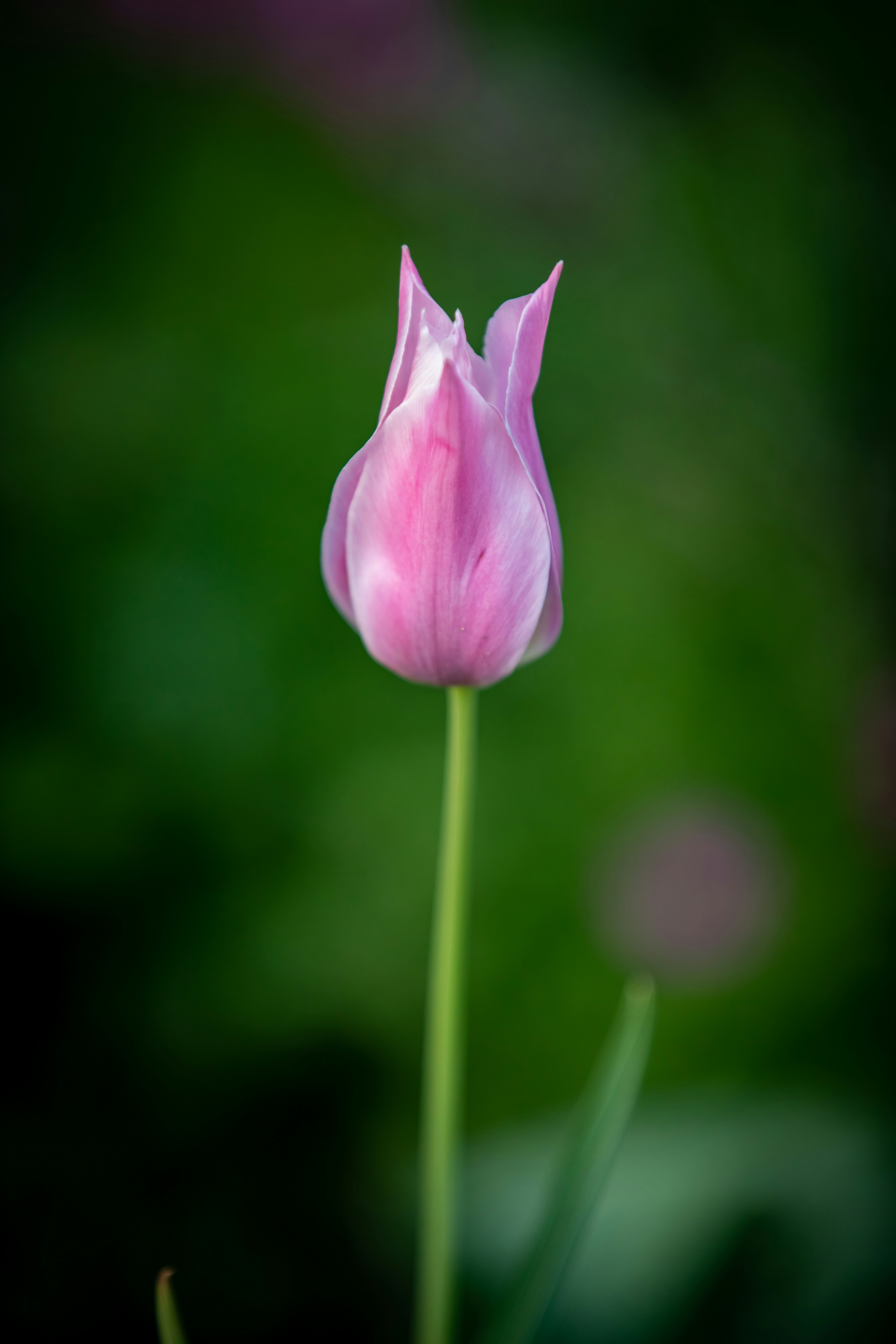 Photo by ovidiugruescu