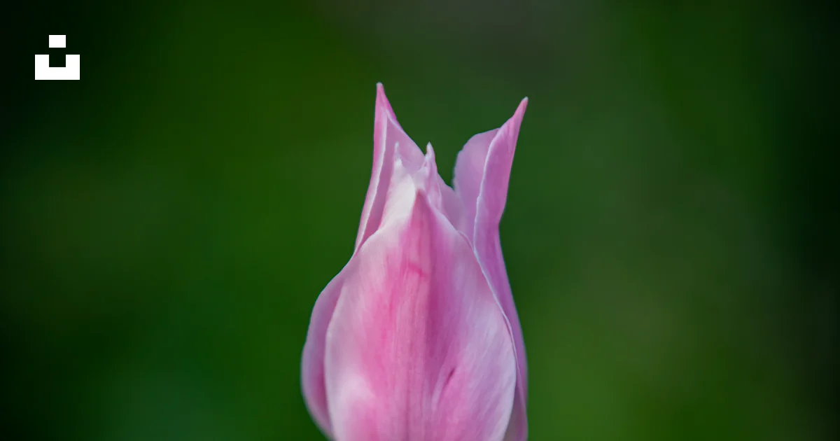 A close up of a flower photo – Free Flower Image on Unsplash
