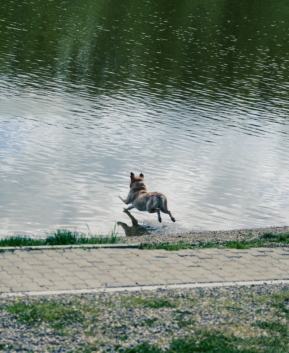 a kangaroo jumping into a body of water