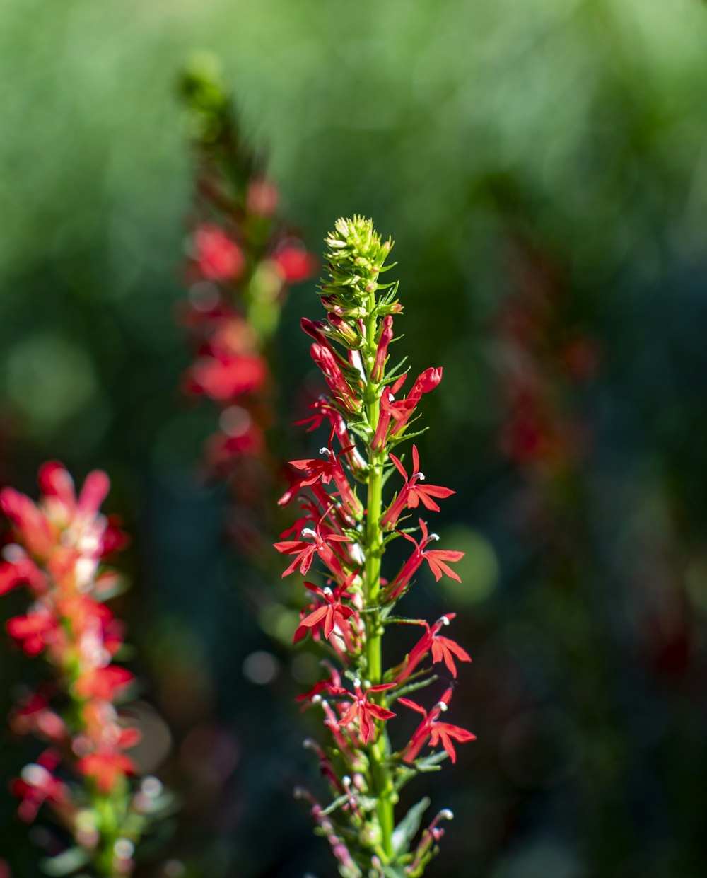 a close up of a plant