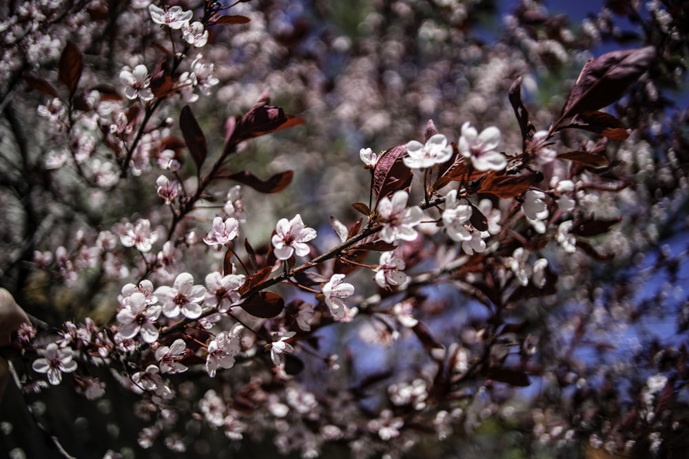 a close up of a tree branch with white flowers