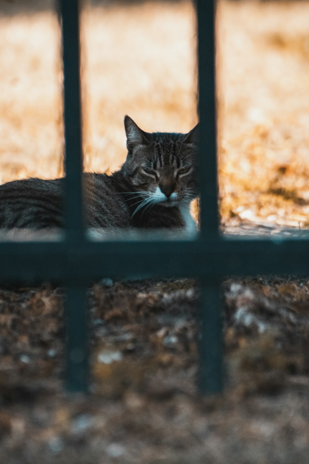 a cat lying on a bench