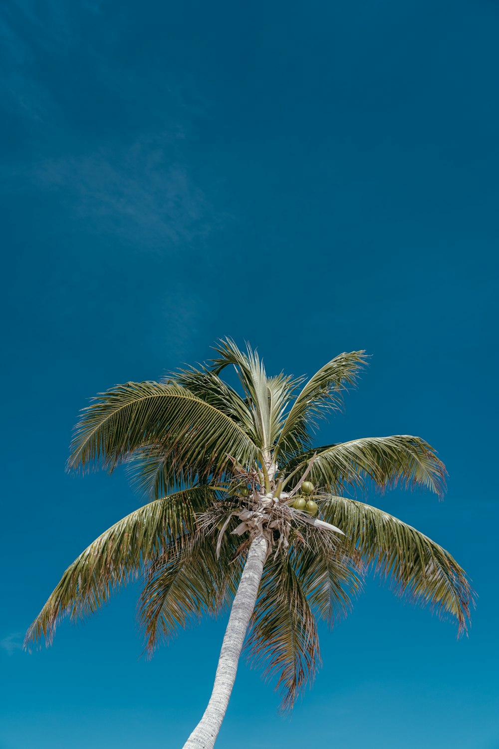 a palm tree against a blue sky