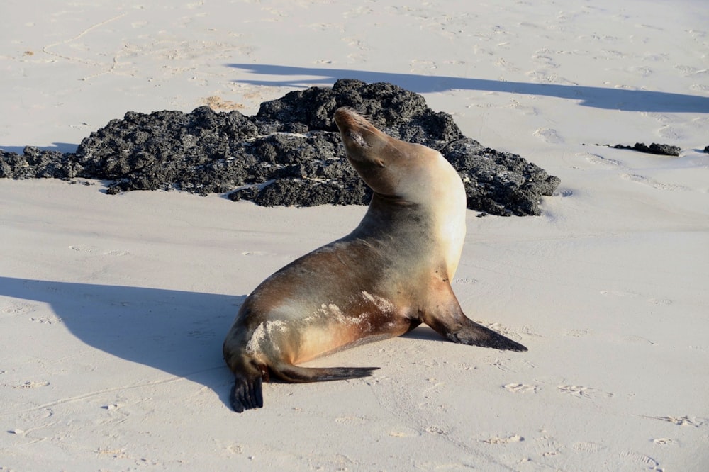 a seal sitting on snow