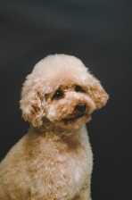 a small dog looking up