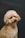 a small dog looking up