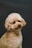 a small dog looking up