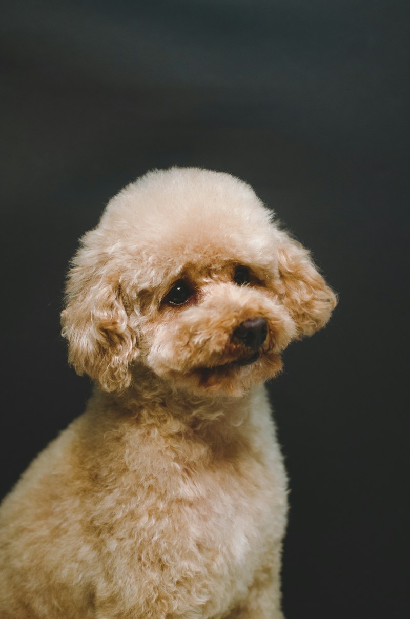 fluffy dog