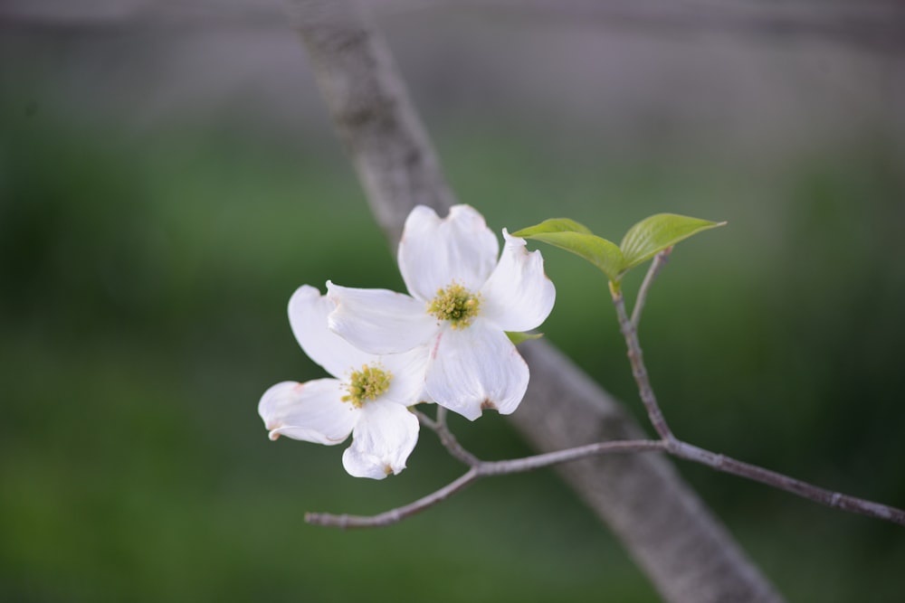 a close-up of some flowers