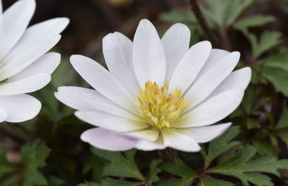 a white flower with yellow center