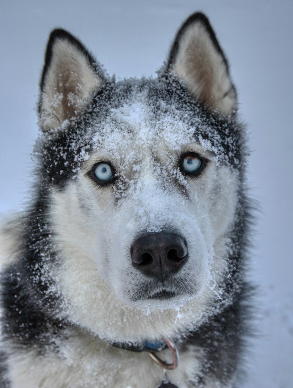 a wolf with blue eyes