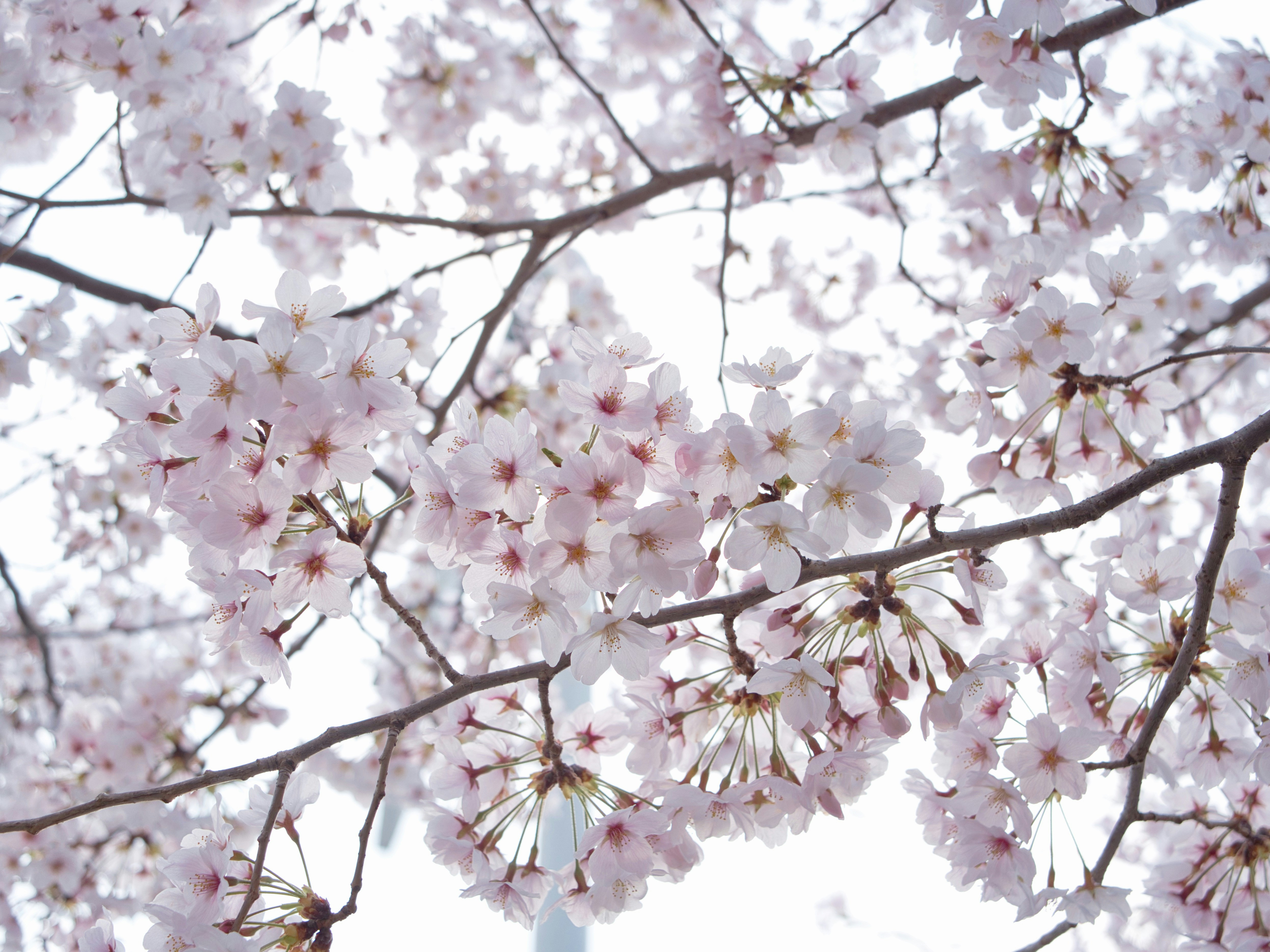 Photo by murakami1991