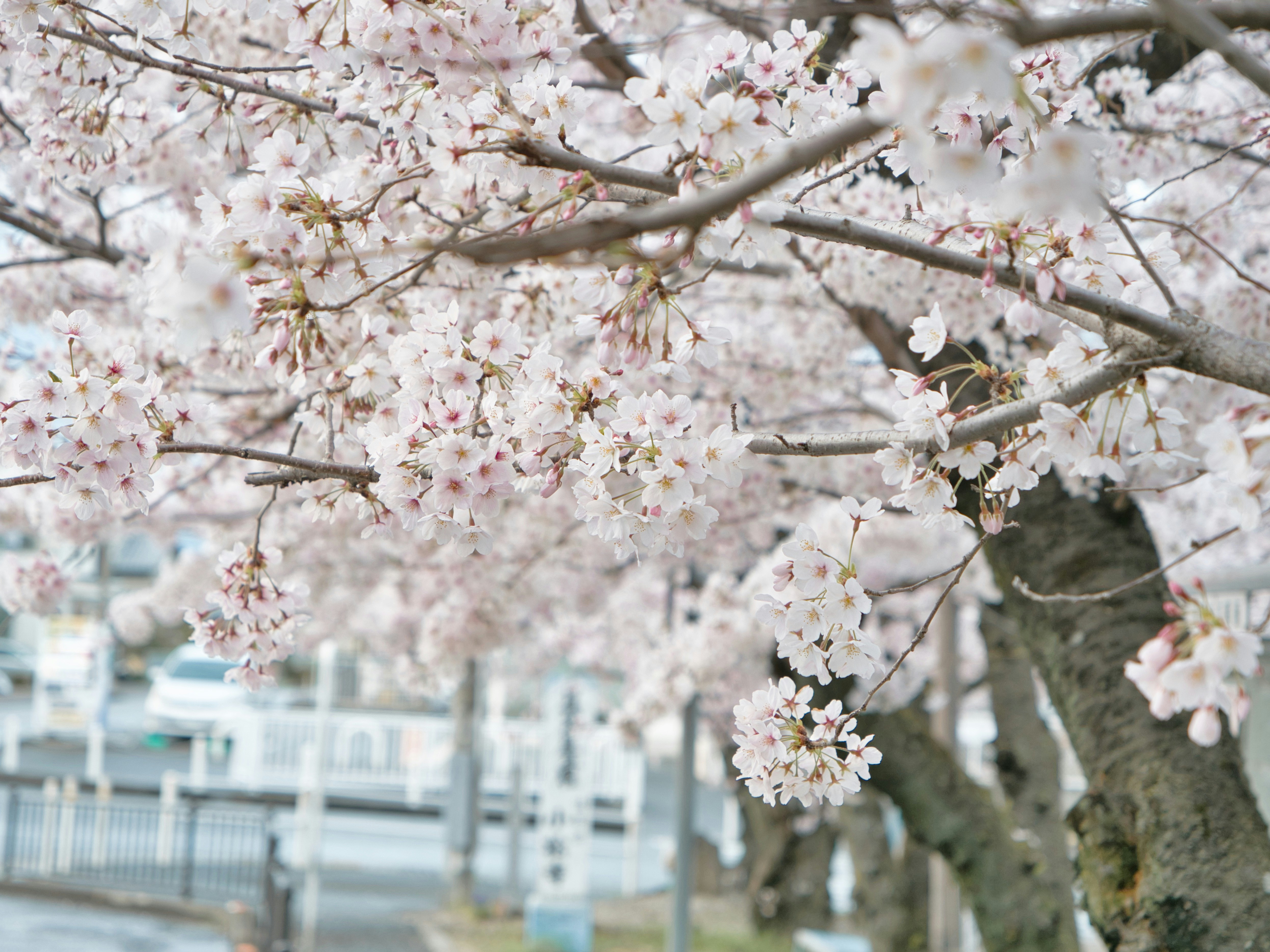 Photo by murakami1991