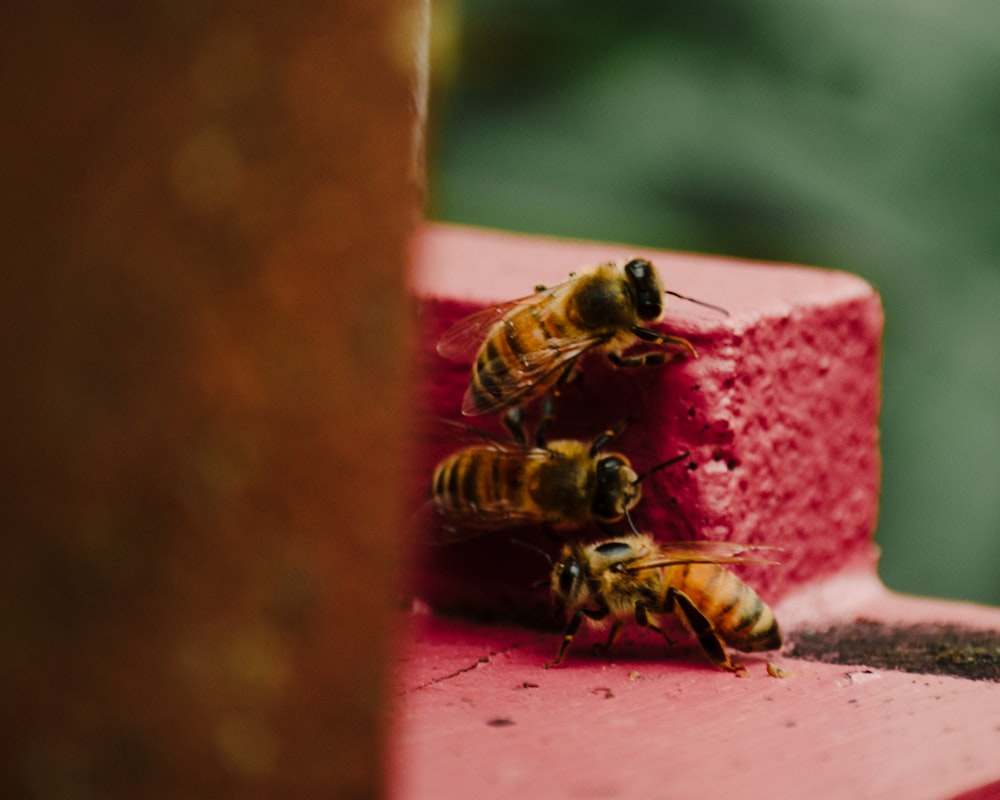 a bee on a piece of wood