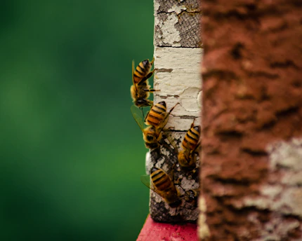a group of bees on a tree