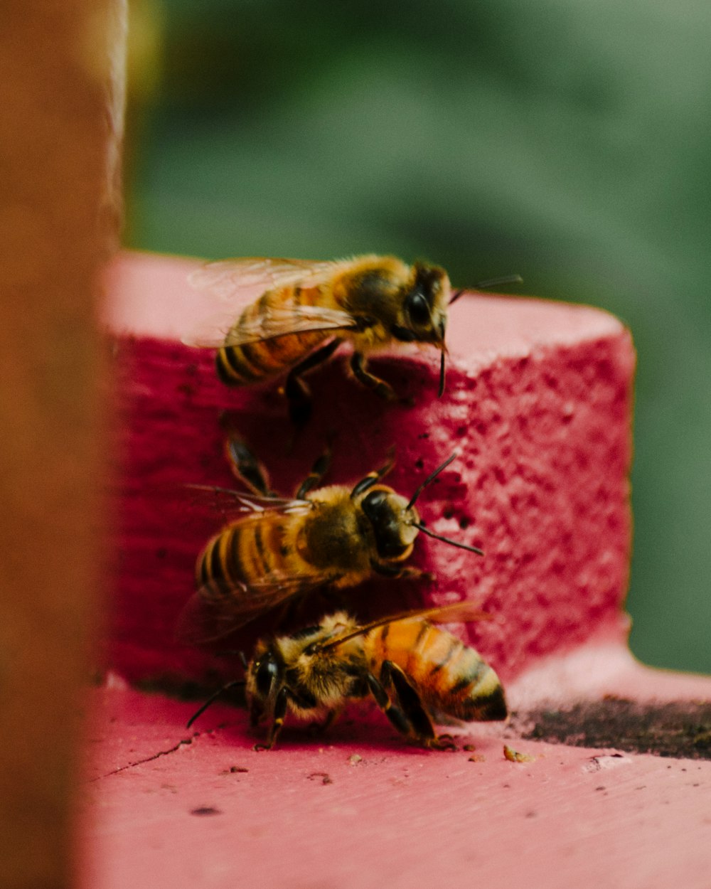 a bee on a pink object