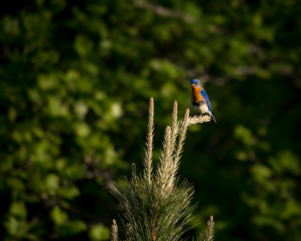 a bird sitting on a cactus