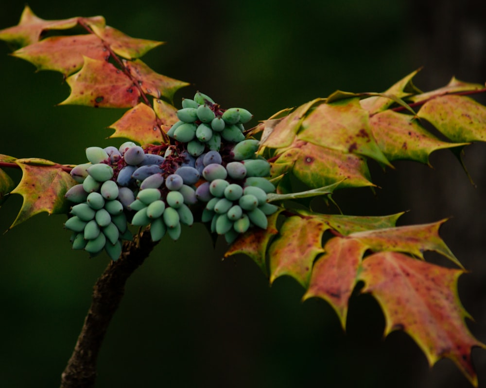 a bunch of grapes on a vine