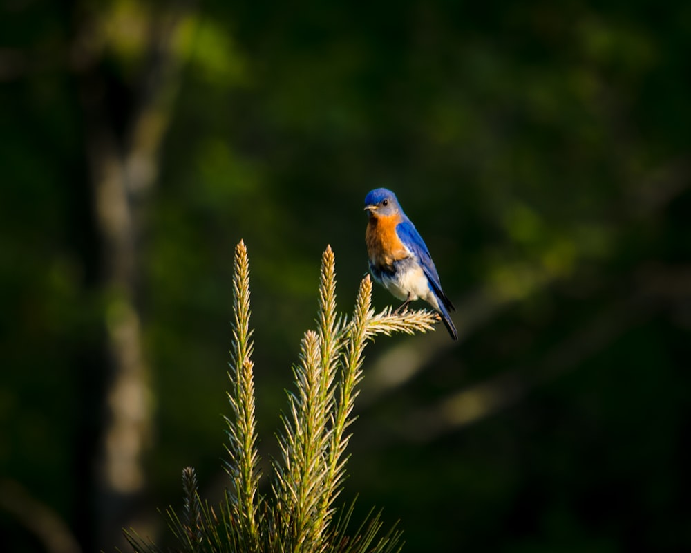 a bird sits on a cactus