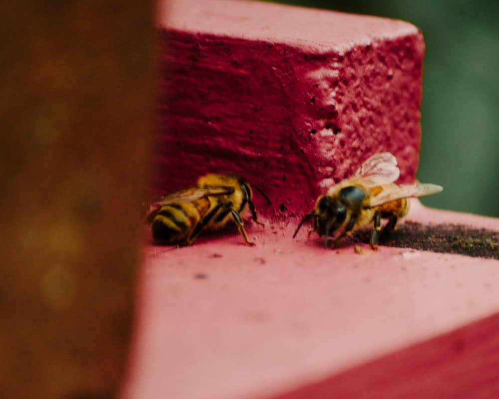 a couple of bees on a pink surface