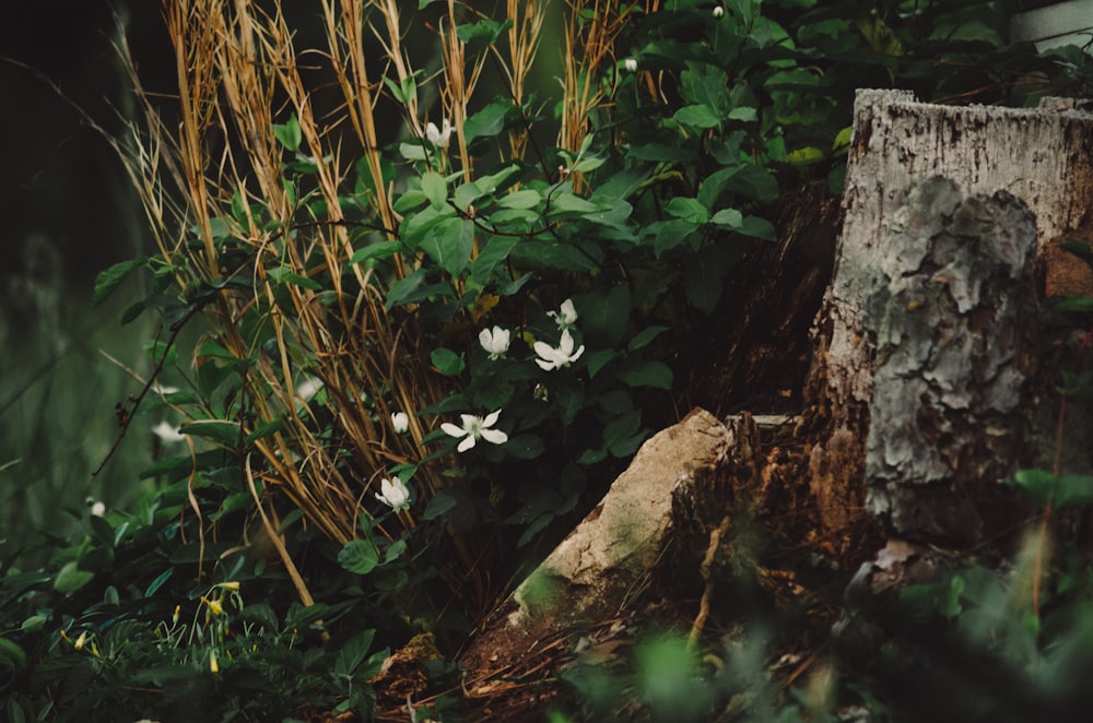 a tree stump with white flowers