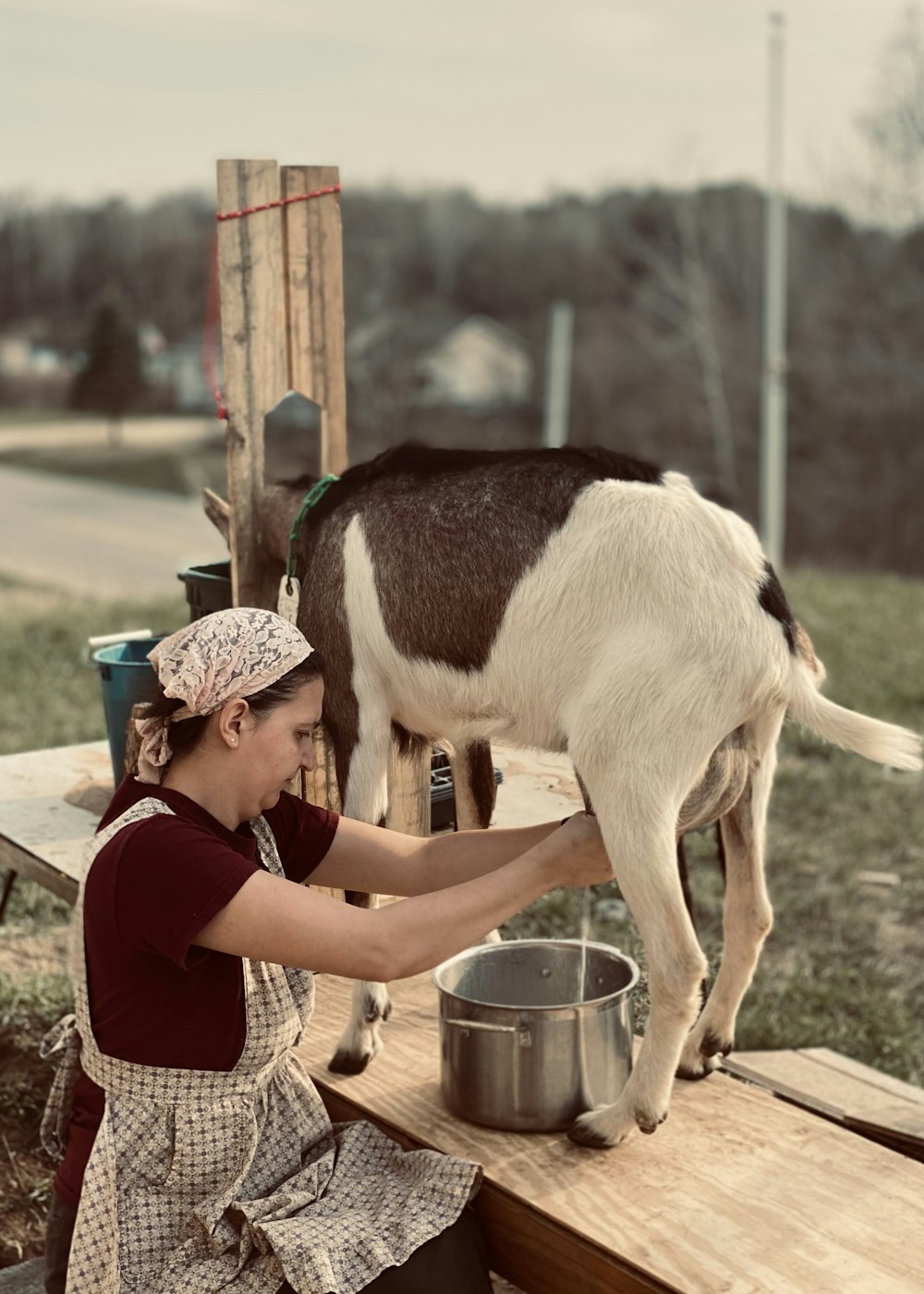 a person feeding a cow