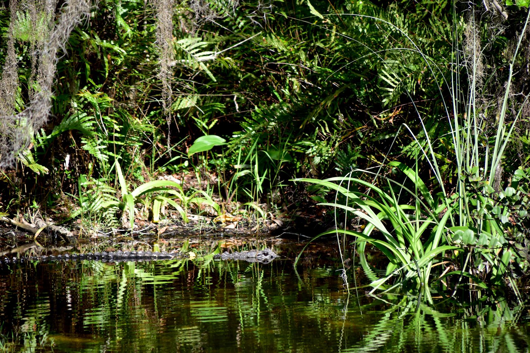 Dark Everglades water reflecting dense sawgrass, palms and subtropical forest