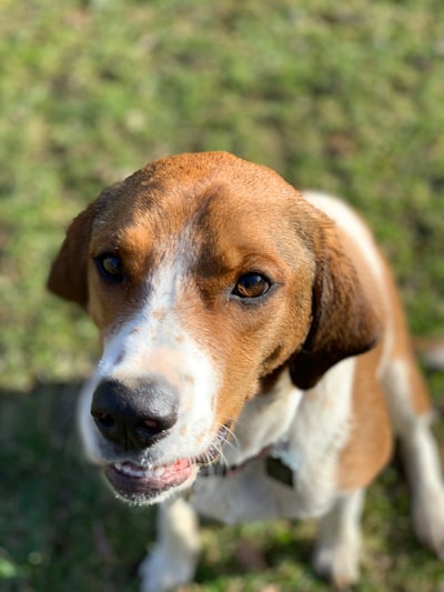 Coonhound Puppies For Sale