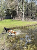 Two playful dogs splashing in a shallow creek during an outdoor adventure.