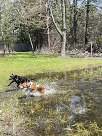A group of dogs happily splashing in a shallow creek surrounded by greenery