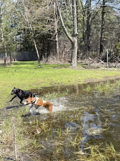 A group of happy dogs of various breeds enjoying a splash in a shallow lake.