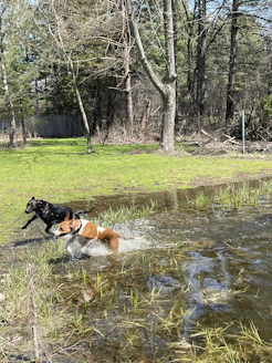 A playful group of dogs splashing in a shallow creek under sunny skies.
